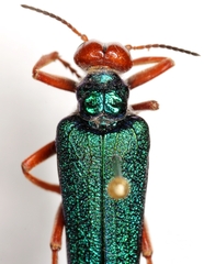 Eupompha fissiceps