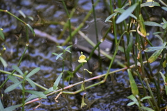 Utricularia aurea