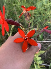 Silene regia