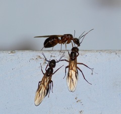 Camponotus