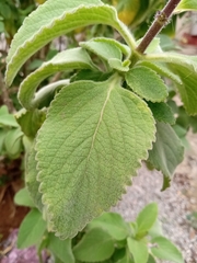 Coleus barbatus
