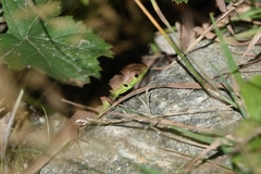 Lacerta bilineata
