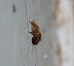 Salticinae