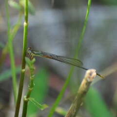 Ceriagrion cerinorubellum