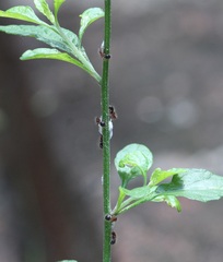 Meranoplus