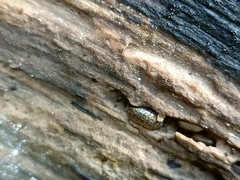 Armadillidium versicolor