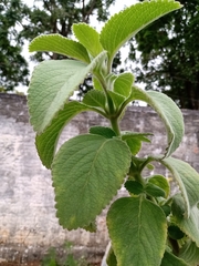 Coleus barbatus