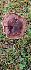Tricholoma fulvum