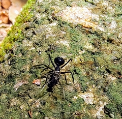 Myrma
