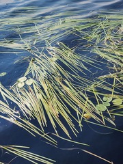 Sparganium fluctuans