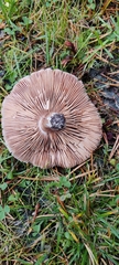 Tricholoma fulvum