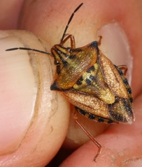Carpocoris mediterraneus atlanticus