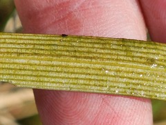 Sparganium fluctuans