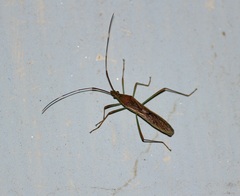Leptocorisini