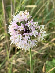 Allium cernuum
