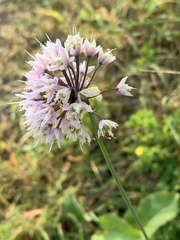 Allium cernuum