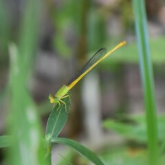 Ceriagrion coromandelianum