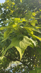 Catalpa