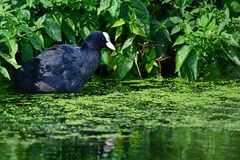 Fulica atra