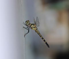 Brachydiplax sobrina