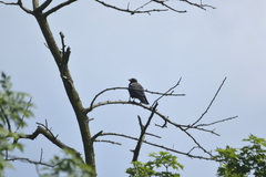 Corvus cornix × corone