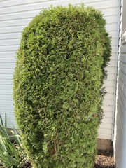 Taxus cuspidata