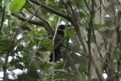 Rhipidura javanica
