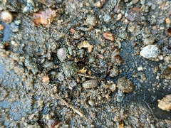 Armadillidium versicolor