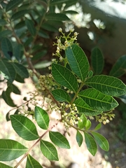 Schinus terebinthifolia