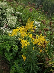 Solidago altissima