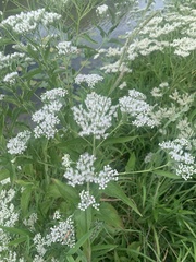 Eupatorium