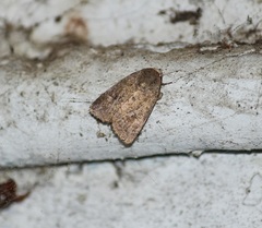 Noctuidae