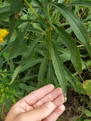 Solidago altissima