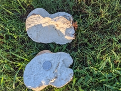 Calvatia