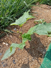 Crassocephalum crepidioides