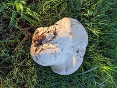 Calvatia
