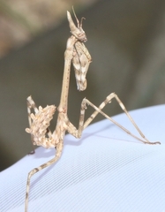 Empusa pennata