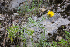 Centaurea ceratophylla
