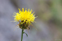 Centaurea ceratophylla