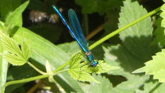 Calopteryx xanthostoma