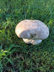 Calvatia