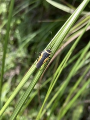 Hemithyrsocera vittata