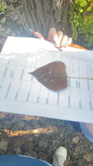 Populus