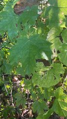 Acer platanoides