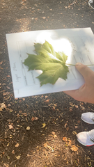 Acer
