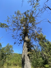 Fraxinus pennsylvanica