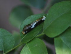 Papilio polytes