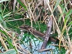 Pelophylax ridibundus