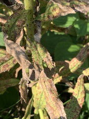 Spissistilus festinus