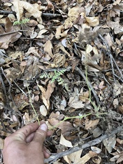 Phacelia ramosissima